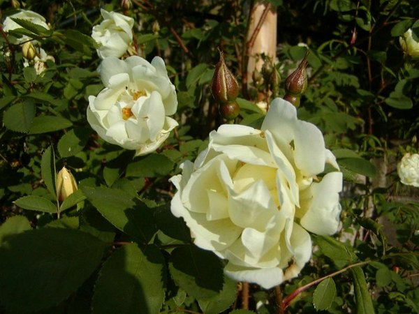 'Schloss Seusslitz' rose photo