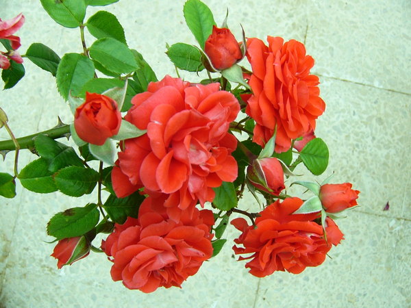 'Orange Meillandina, Cl.' rose photo