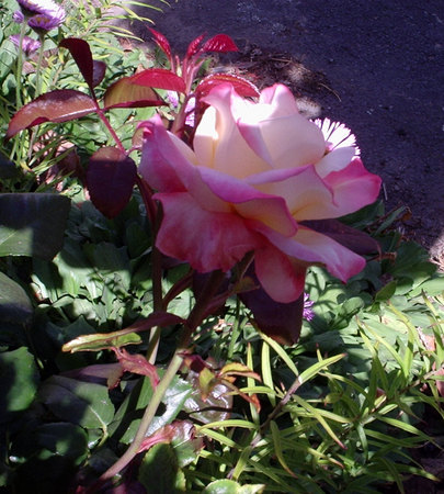 'Andrea Jane' rose photo