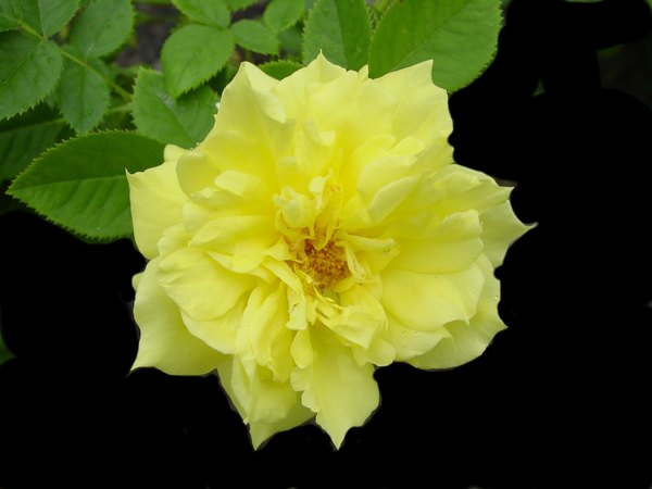 'Anthony Meilland' rose photo