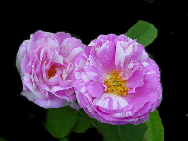 'Camaïeux (Hybrid Gallica, Gendron, 1826)' rose photo