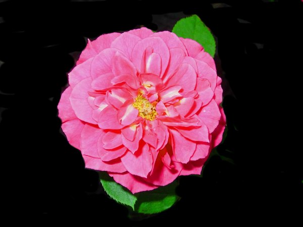 'Classic Sunblaze' rose photo