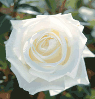 'Queen Mary 2 ™' rose photo