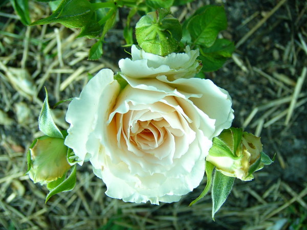 'Marjorie Marshall' rose photo