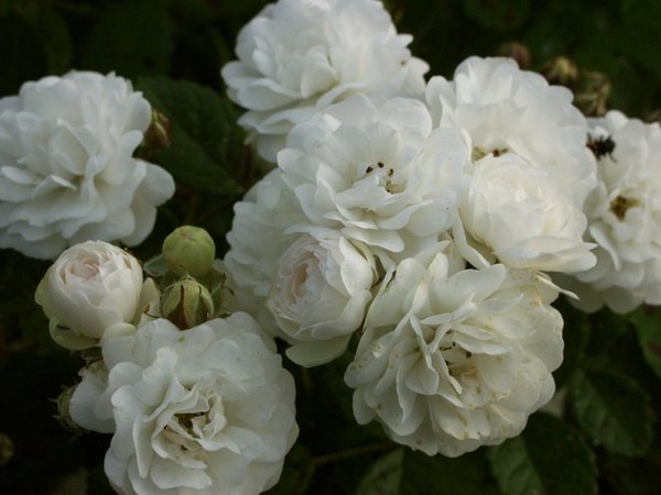 'Pâquerette (polyantha, Guillot, 1872)' rose photo