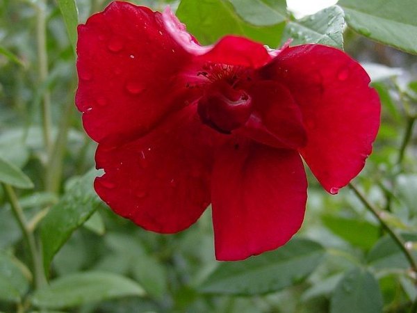 'Bengal Crimson' rose photo