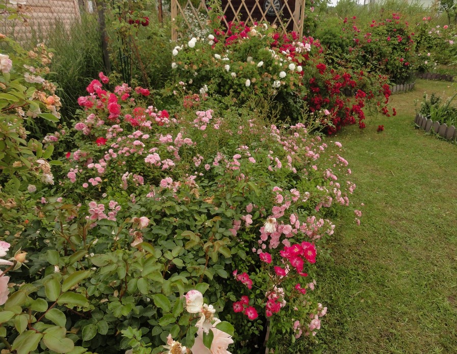 'Roses Field'  photo