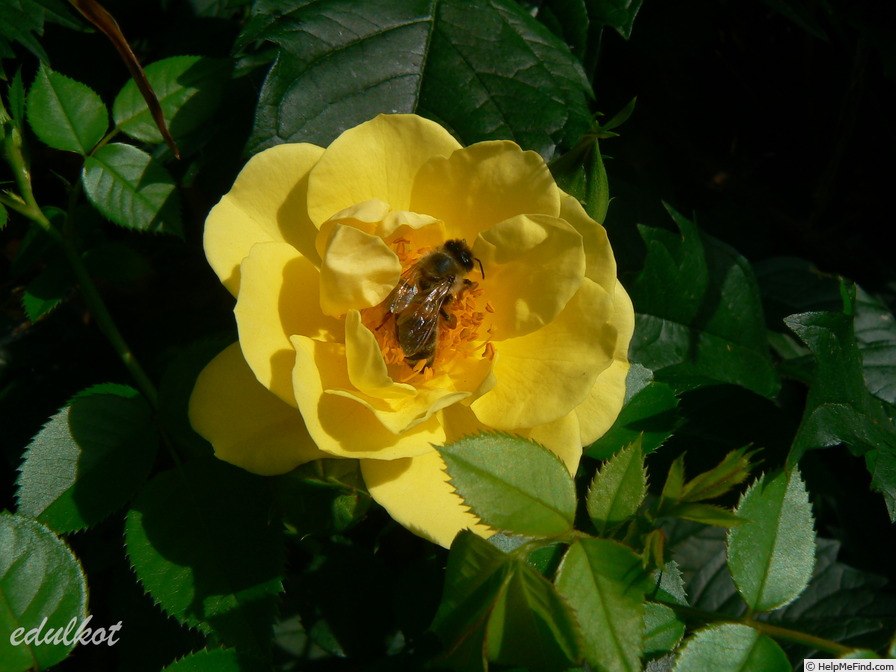 'Bienenweide Gelb (shrub, Evers, 2007)' rose photo