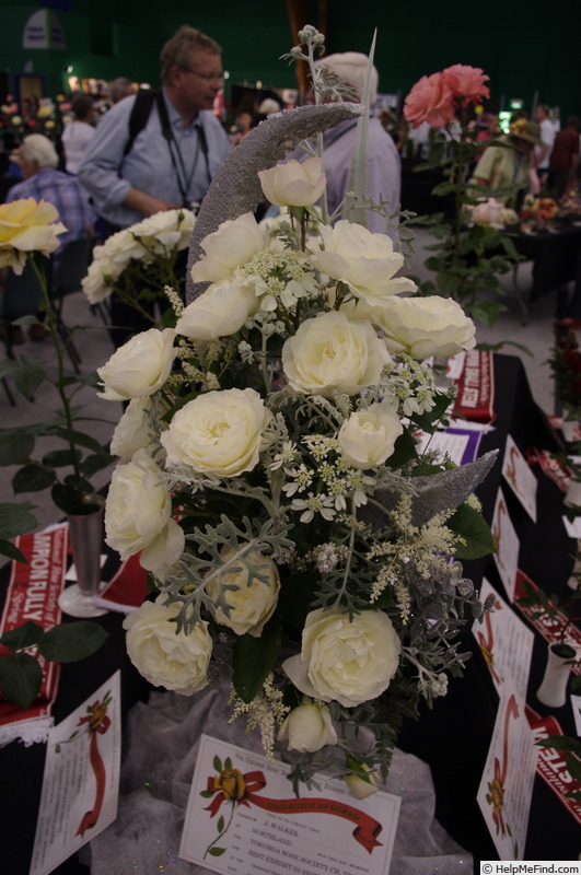 'White Romance' rose photo