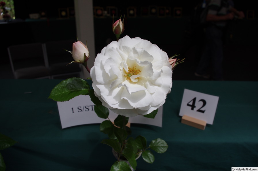 'White Romance' rose photo