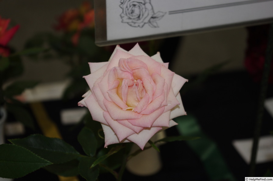 'Stephanie' rose photo