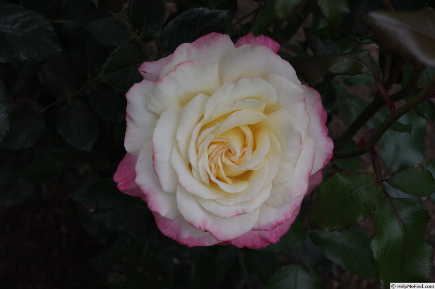 'Andrea Jane' rose photo