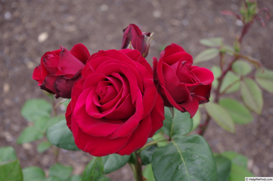 'Sir Tristram' rose photo