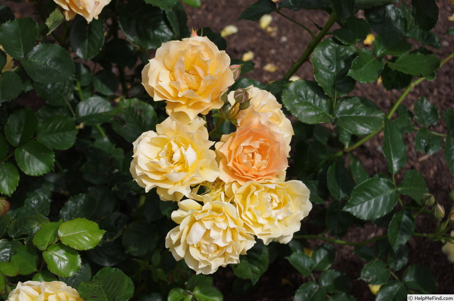 'Frilly Jilly (Floribunda, Horner, 2001)' rose photo