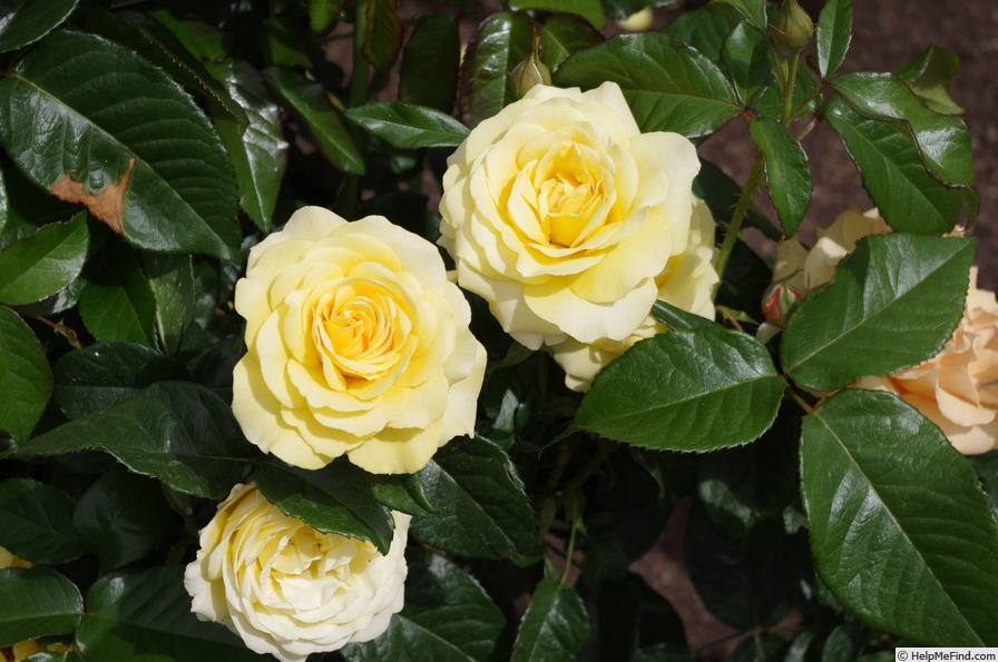 'Ivey Hall' rose photo