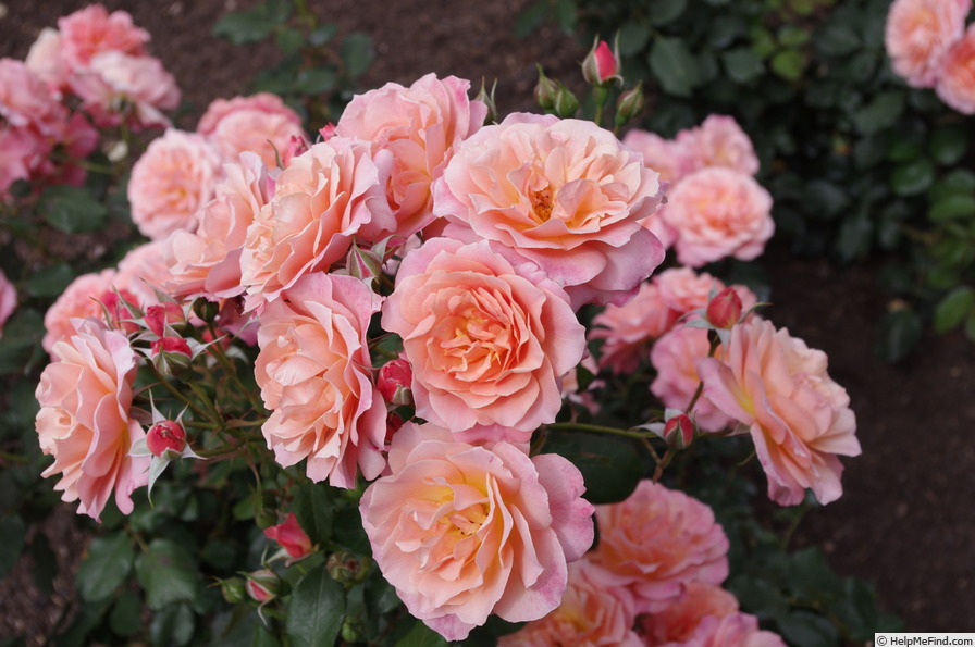 'Autumn Belle' rose photo