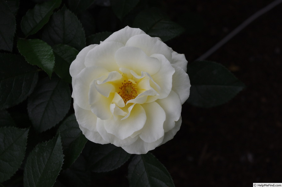 'SOMcarlem' rose photo