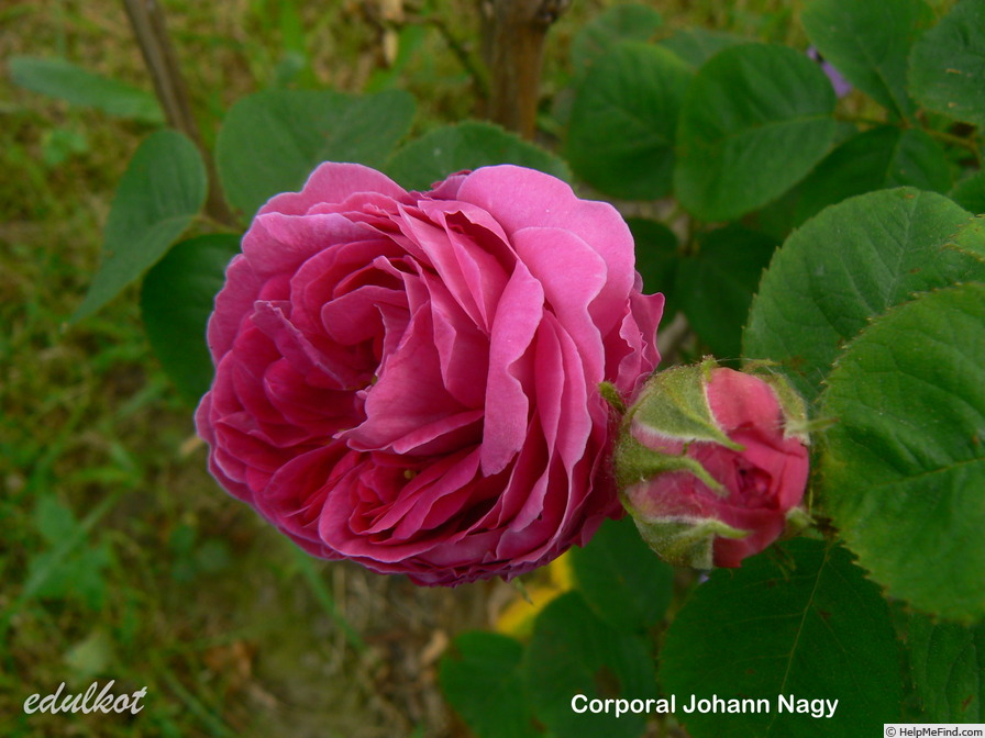 'Corporal Johann Nagy' rose photo