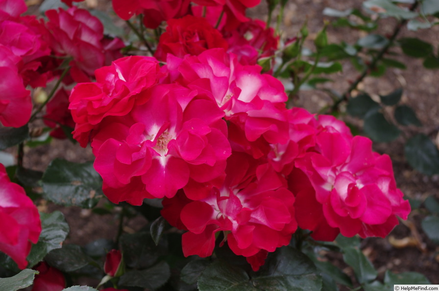 'Arabella (floribunda, Benny before 2002)' rose photo