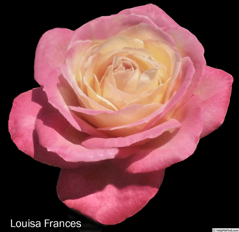 'Louisa Frances' rose photo
