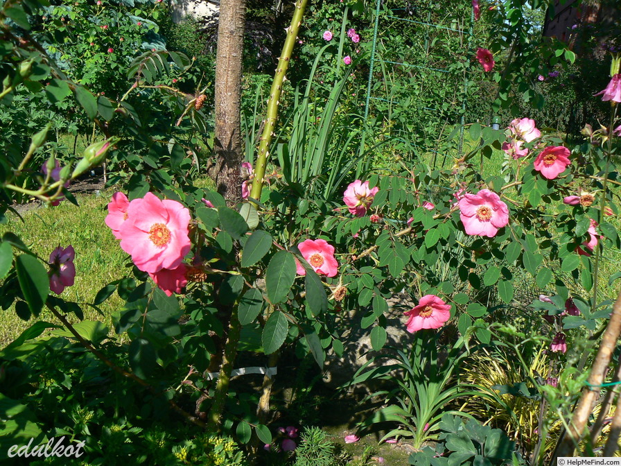 'R. davidii' rose photo