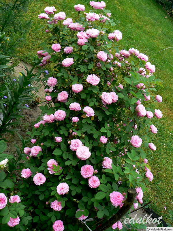 'Rose de Meaux' rose photo