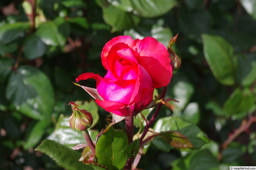 'Sweetwaters' rose photo