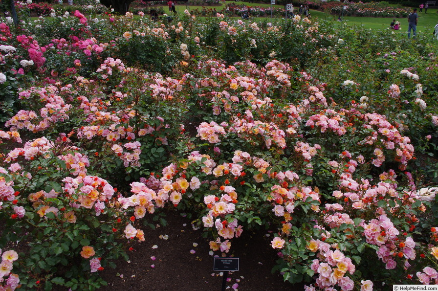 'Fiesta Time (floribunda, Tantau before 2013)' rose photo