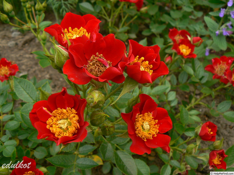 'Erica (shrub, Ilsink, 1986)' rose photo