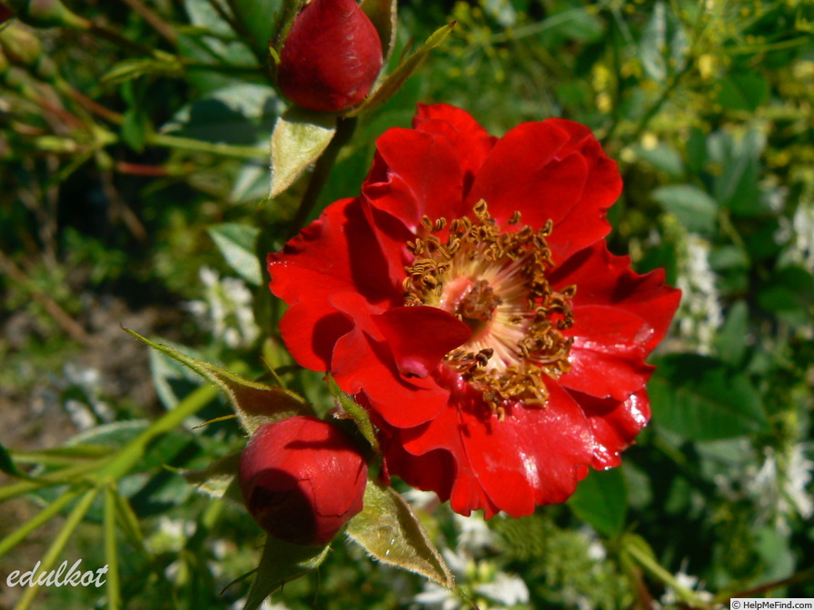 'Erica (shrub, Ilsink, 1986)' rose photo