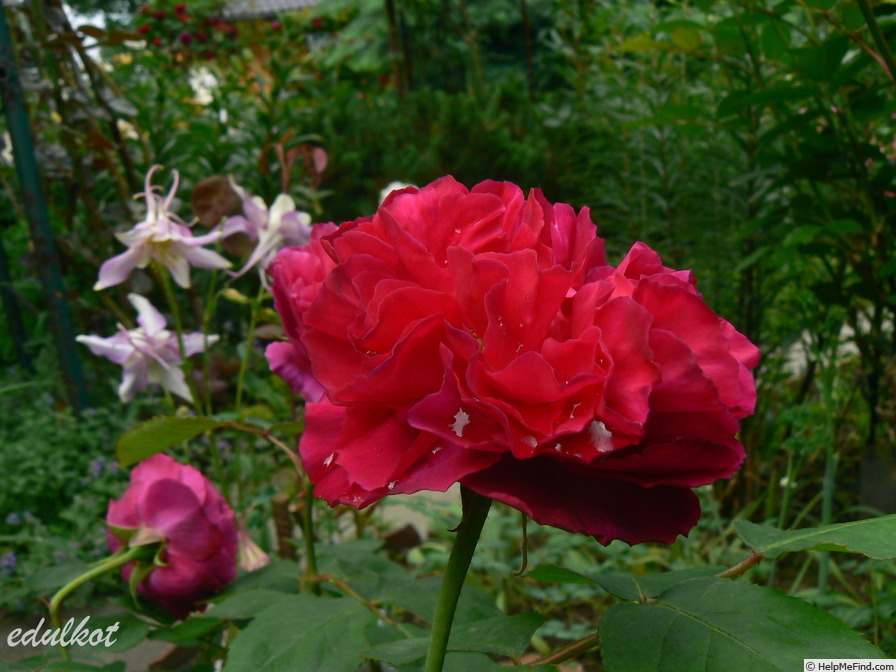 'Erinnerung an Schloss Scharfenstein' rose photo