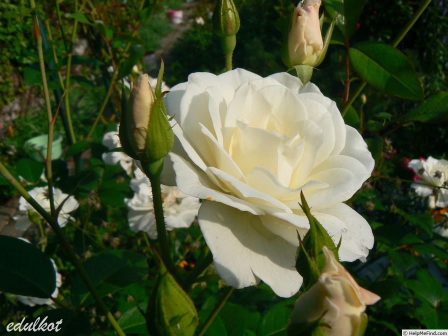 'Ice Meidiland' rose photo