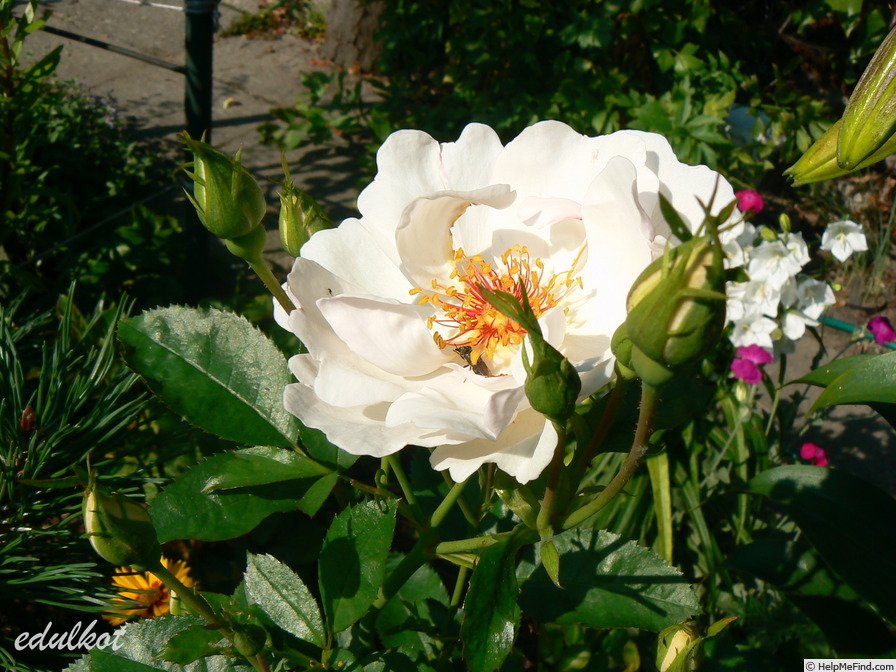 'Jacqueline du Pré (shrub, Harkness before 1986)' rose photo