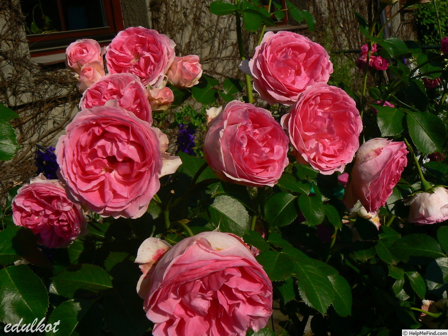 'Joachim du Bellay ® (floribunda, Sauvageot, 2004)' rose photo