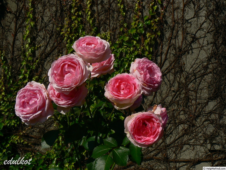 'Joachim du Bellay ® (floribunda, Sauvageot, 2004)' rose photo