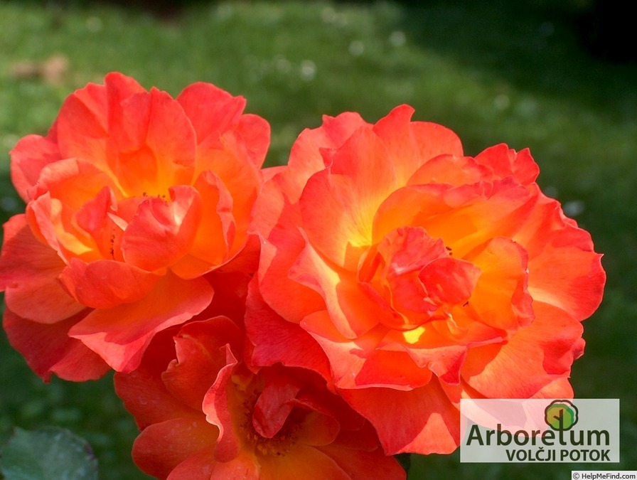 'Fellowship (floribunda, Harkness before 1988)' rose photo