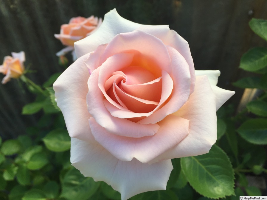 'Devotion (floribunda, Jalbert, 2014)' rose photo