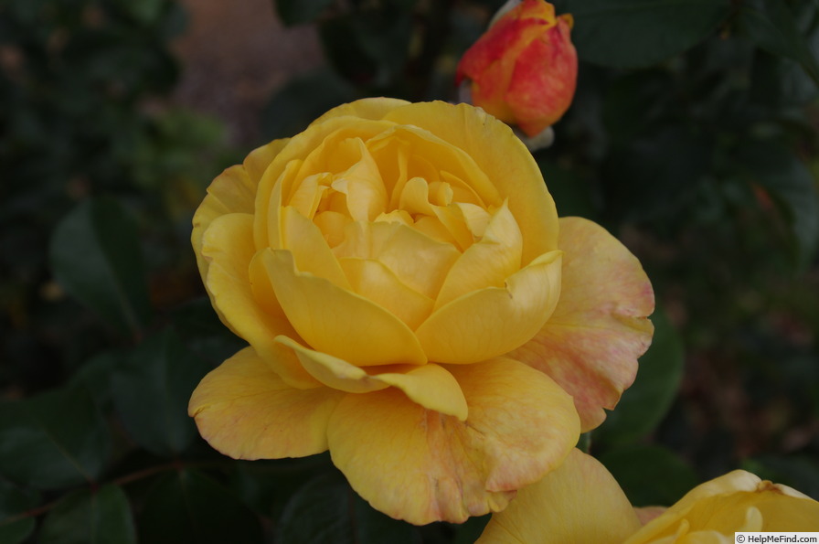 'Pacific Sunset ® (hybrid tea, Meilland, 2009)' rose photo