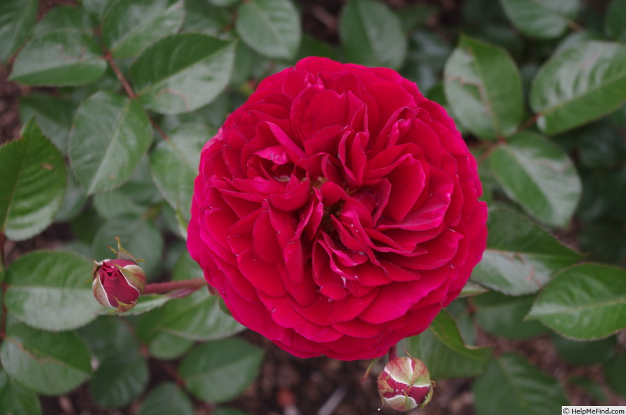 'Bordeaux (floribunda, Kordes 2004)' rose photo