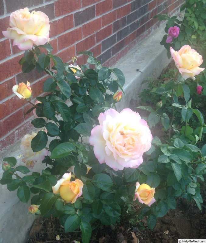 'Peace (hybrid tea, Meilland 1935)' rose photo