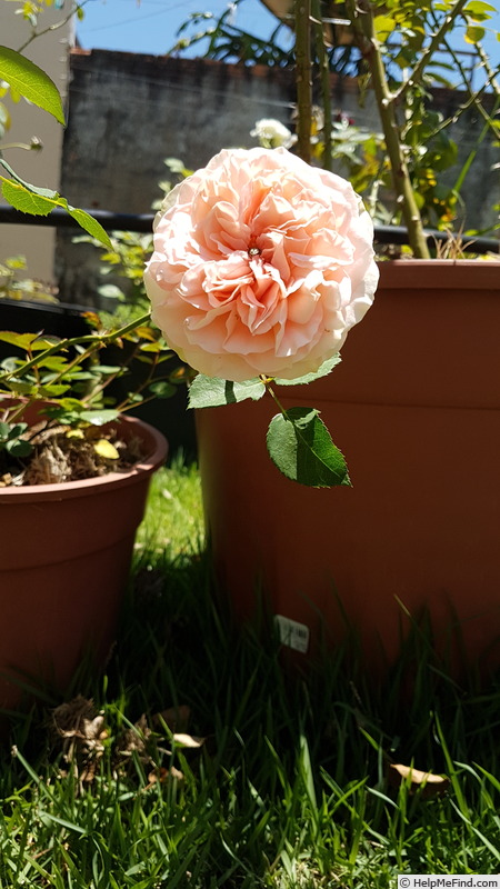 'Sangerhauser Jubilaumsrose x Bianca' rose photo