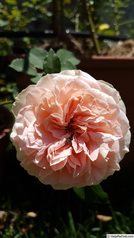 'Sangerhauser Jubilaumsrose x Bianca' rose photo