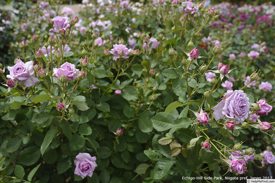 'Bella Donna (shrub, Iwashita, 2010)' rose photo