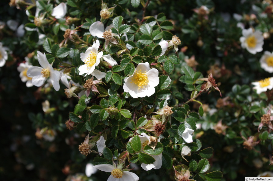 'R. horrida' rose photo