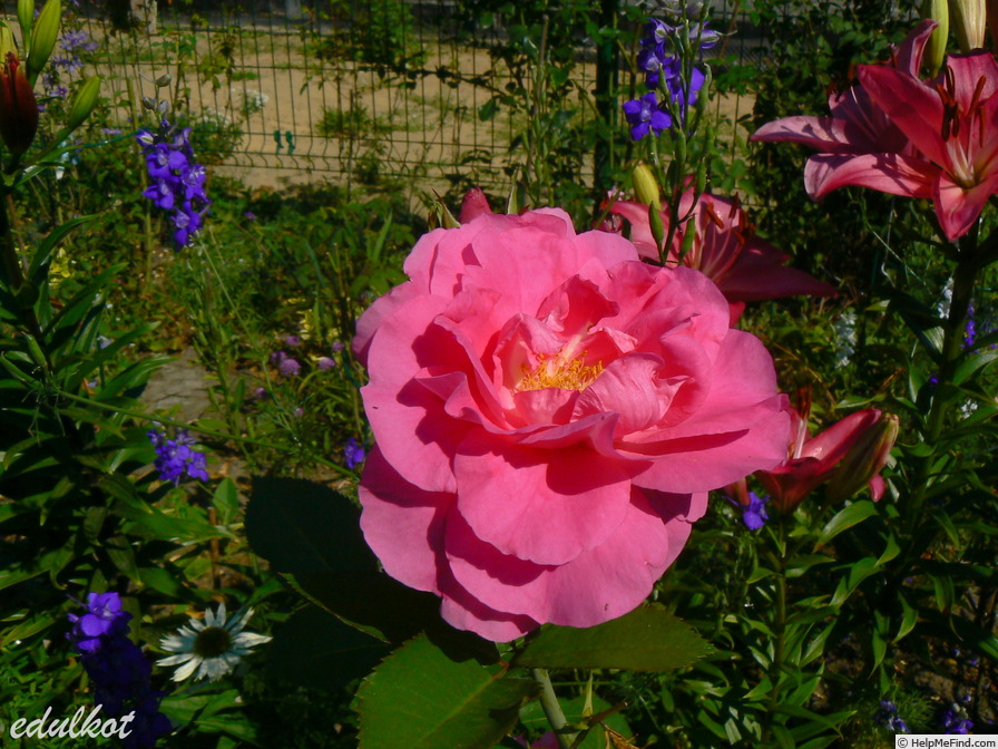 'Morden Centennial' rose photo