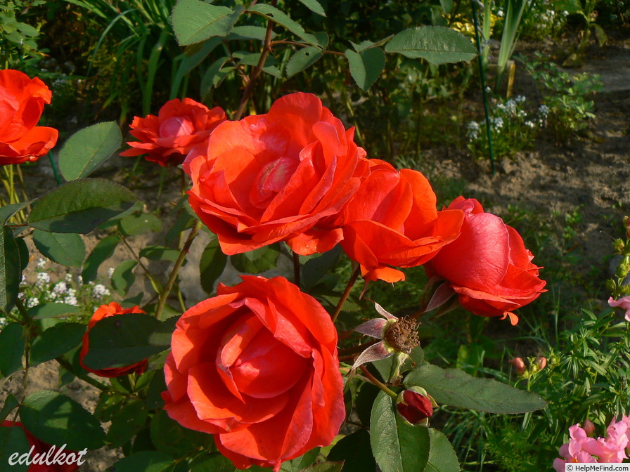 'Morden Fireglow' rose photo