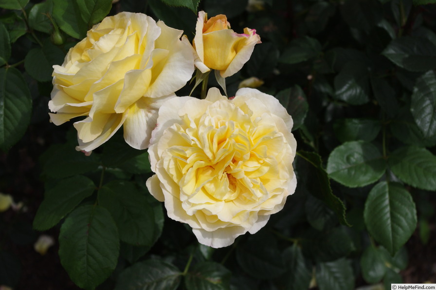 'Simply Elegant (grandiflora, Delbard 2001)' rose photo