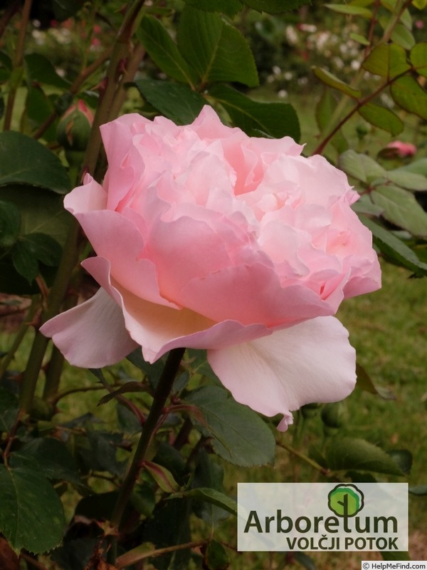 'MEIdysouk' rose photo