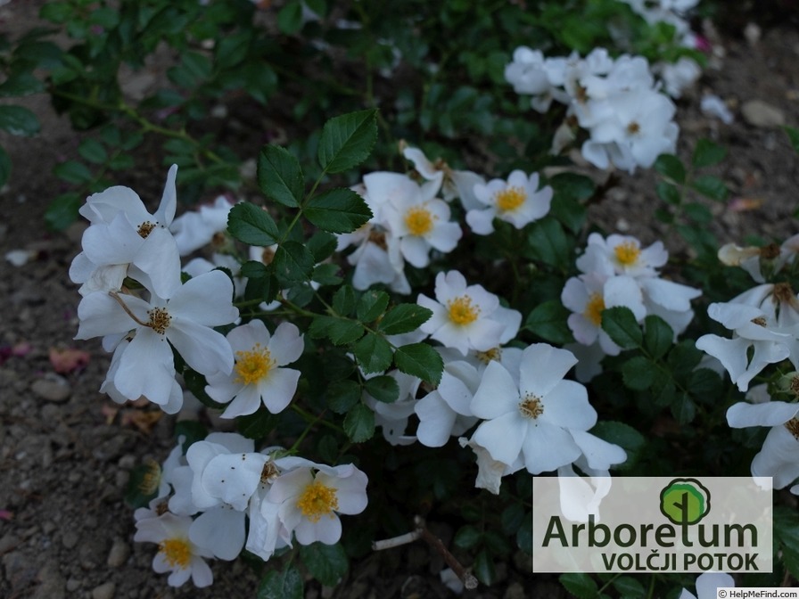 'Apfelblüte ® (shrub, Noack, 1990)' rose photo
