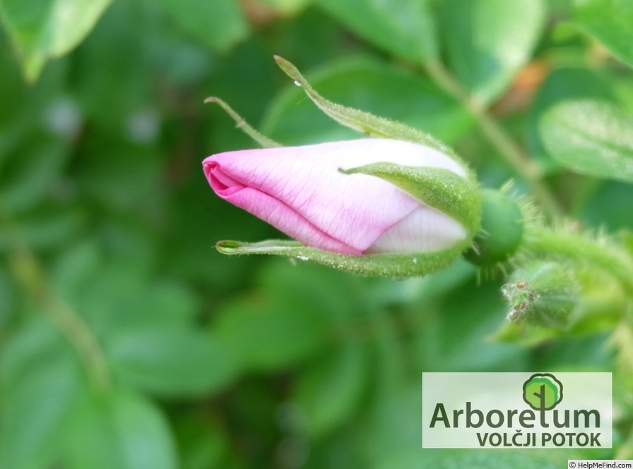 'Jablonovy kvet' rose photo